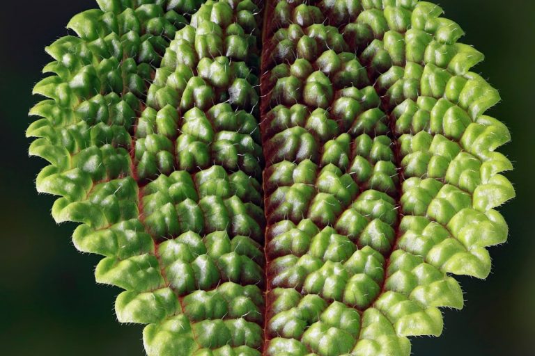 a close up of a plant with green leaves
